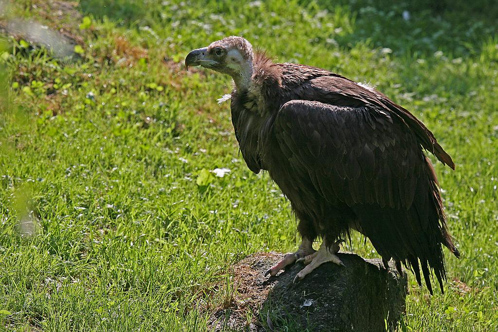 Zoo Schmiding 013.jpg